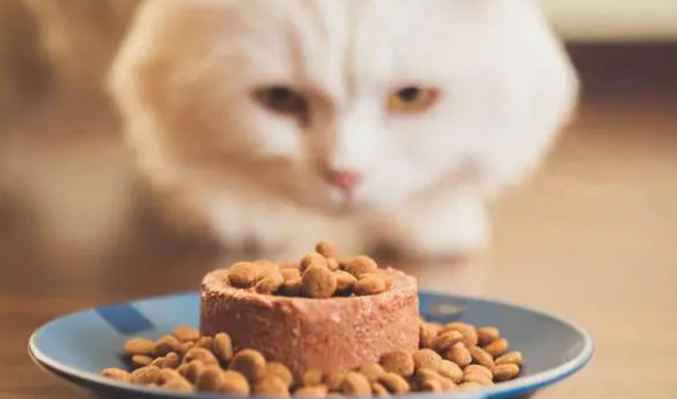 幼猫能吃猫罐头么？养猫前的饮食准备