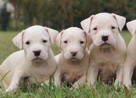 杜高犬为什么不叫?看完这篇文章你就知道了! 杜高犬为什么不叫?看完这篇文章你就知道了!