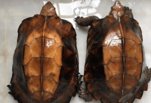 这么蠢萌又“平价”的锯缘龟,还拿不下你? 这么蠢萌又“平价”的锯缘龟,还拿不下你?