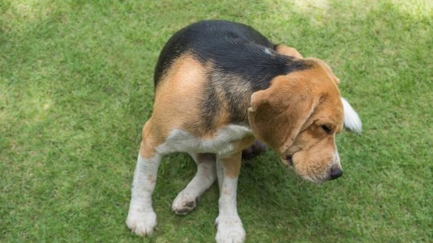 狗狗磨屁股是怎么了？看完你就知道了