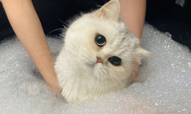 英短猫洗澡篇：别让你的无知，害了它！