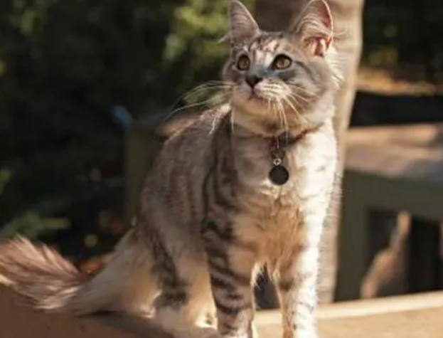 猫咪对猫砂兴趣很高，明明还有很多玩具，为何对猫砂情有独钟呢？