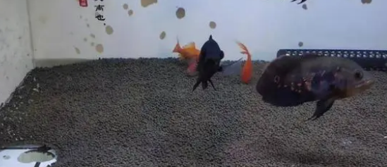 氧气泵并不是鱼缸的必需品,新鱼友们引以为戒,不要疯狂爆氧了 氧气泵并不是鱼缸的必需品,新鱼友们引以为戒,不要疯狂爆氧了