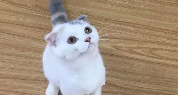 为什么净梵猫那么贵？快来了解一下