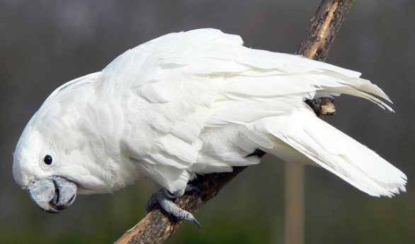 白凤头鹦鹉要怎么养,您需要注意这几点! 白凤头鹦鹉要怎么养,您需要注意这几点!