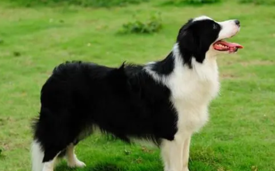 过来人告诉你，纯种狗和串串狗之间的区别