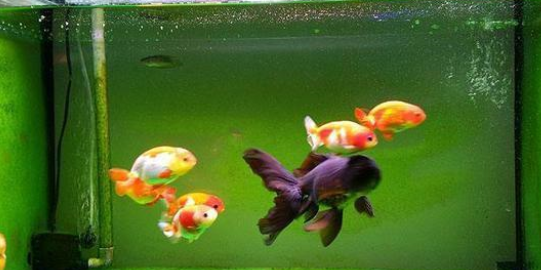 鱼缸水质要想调理到最清澈的状态，我们可以参考四种方法！
