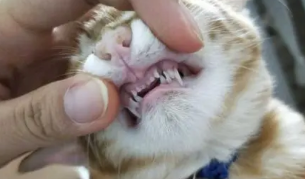 三个月的猫牙齿长什么样？是这样