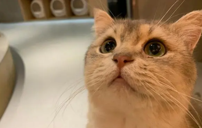 豆腐猫砂好不好用？得看这几点