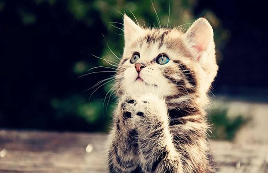 流浪幼猫吃什么？看完你就学会了