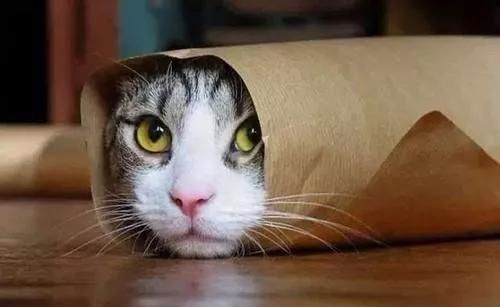 猫砂应该怎么用，原猫砂里面直接添新的吗？