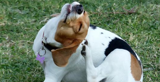 狗正常体温范围是多少？这篇文章给你答案