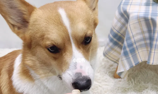 宠物驱虫知多少？