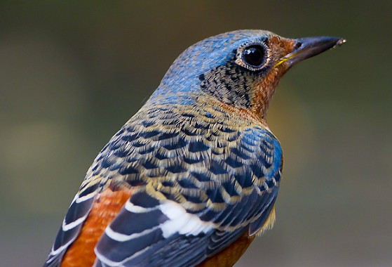 白喉矶鸫晚上闹笼怎么办？静养方法奉上！