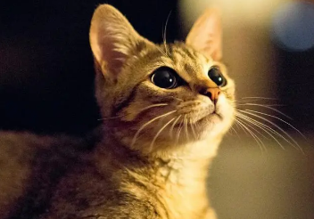 小猫吐血水是怎么回事?快来了解一下吧~ 小猫吐血水是怎么回事?快来了解一下吧~