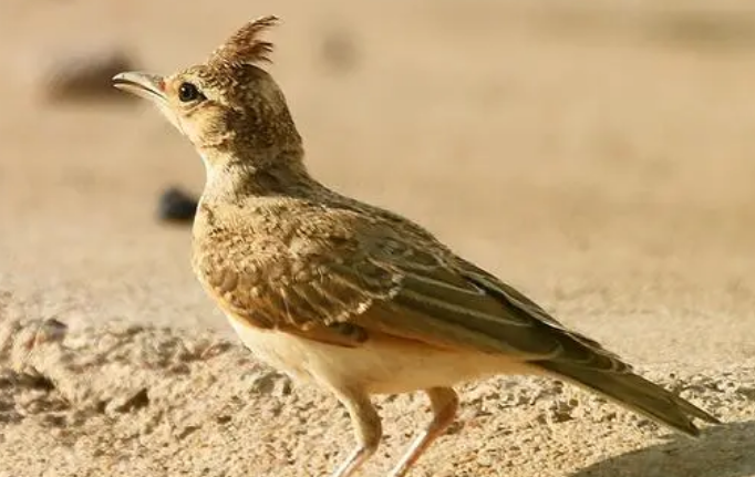 凤头百灵鸟一般多久才叫？来了解下吧