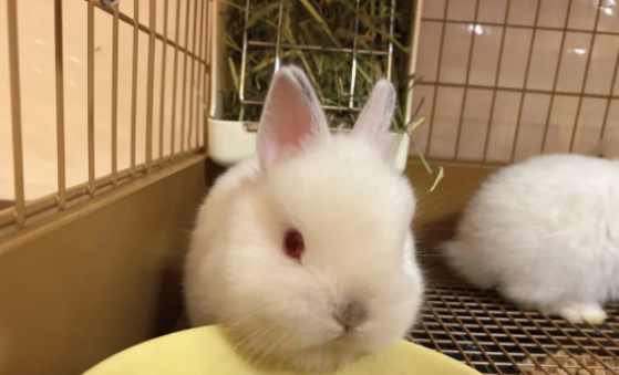 喜马拉雅和暹罗兔区别有哪些?来这看看吧! 喜马拉雅和暹罗兔区别有哪些?来这看看吧!