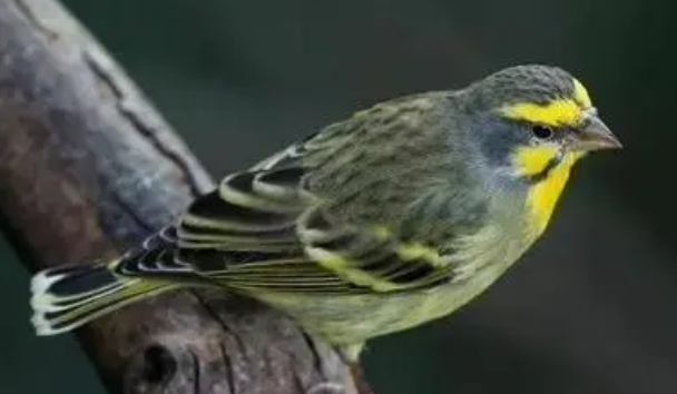 金青鸟怎么饲养?主人可以看一下