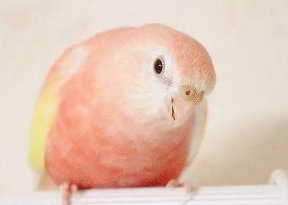 伯克氏粉色鹦鹉怎么洗澡?来了解下吧 伯克氏粉色鹦鹉怎么洗澡?来了解下吧