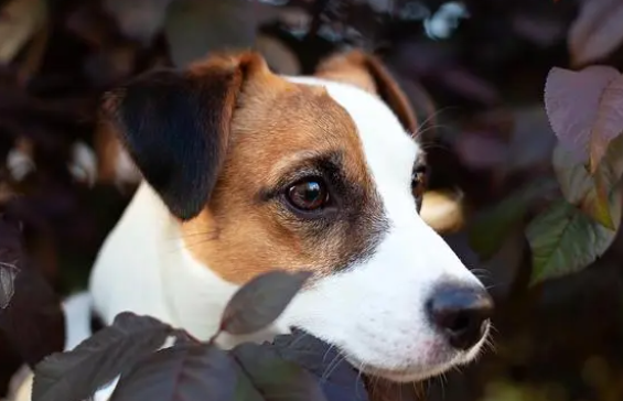 狗体内有虫症状，以及相关的驱虫药