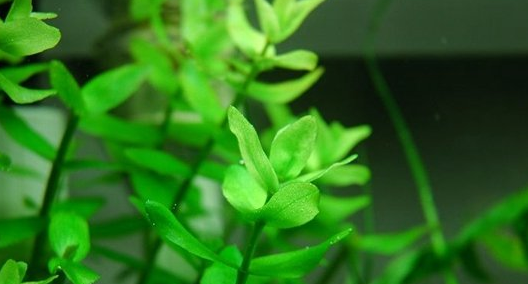 常见水草种类及图片