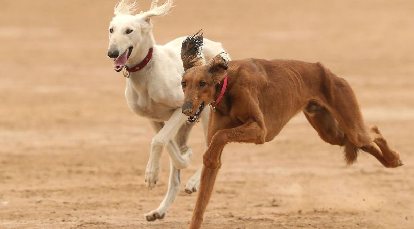 狗的速度到底能跑多快？你有想到吗