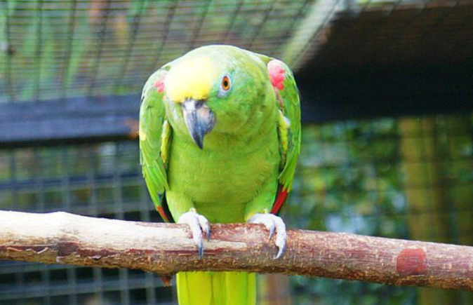 每日一问，黄冠亚马逊鹦鹉能活多少年