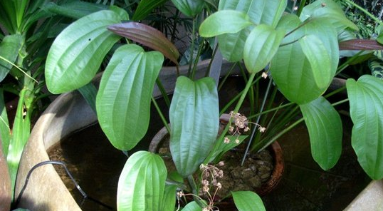 常见水草种类及图片