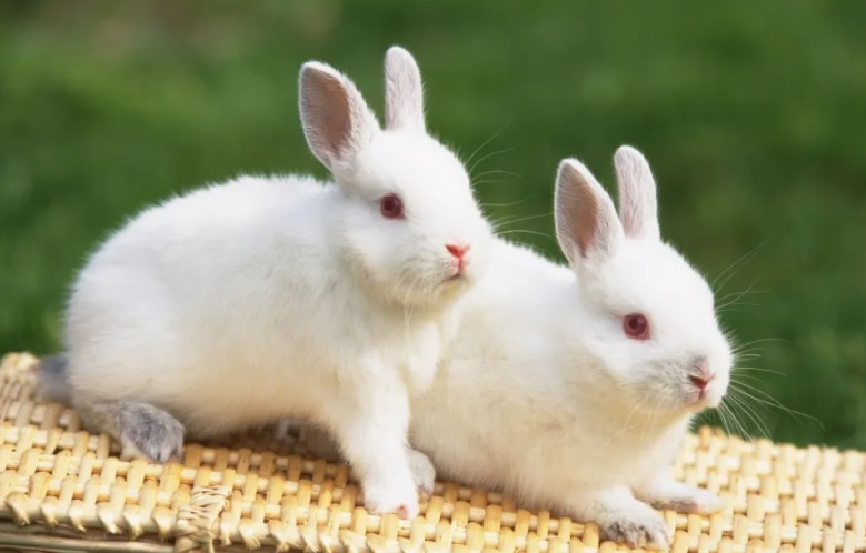 哈尔滨大白兔怎么繁殖？答案就在这里！