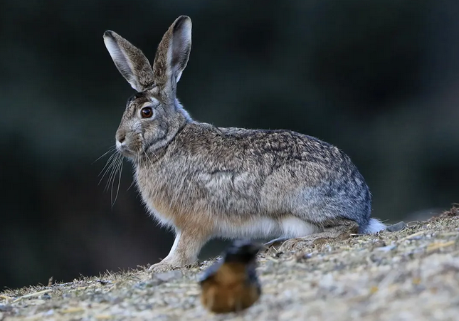 灰尾兔多少钱一只？想知道的，看过来！
