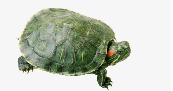 养宠科普：乌龟摔伤后能自愈吗？