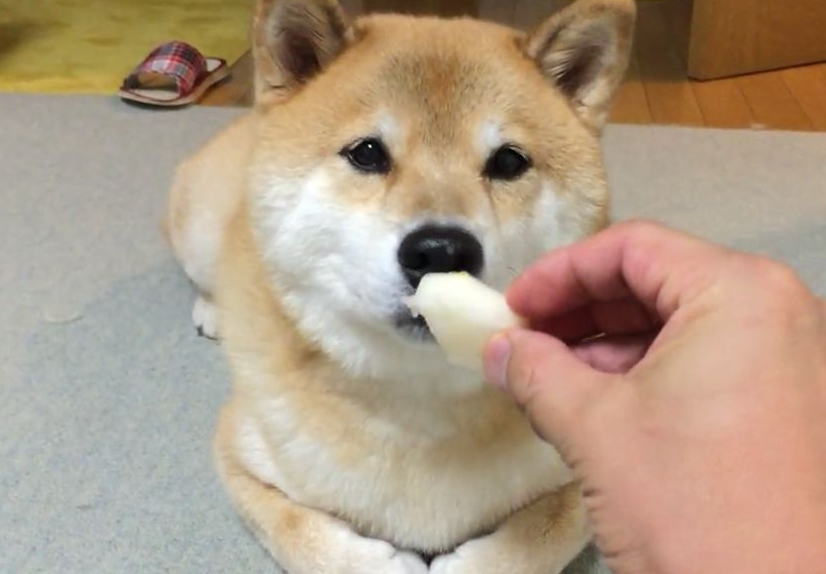 狗子可以吃梨子吗？可以的！