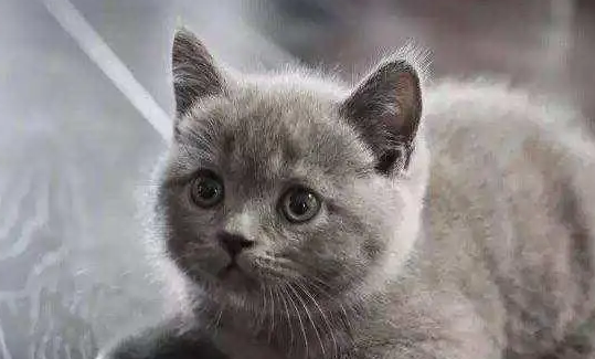 英短公猫一年发几次情？有人了解吗？