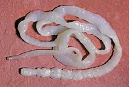 狗狗体内外驱虫多久一次