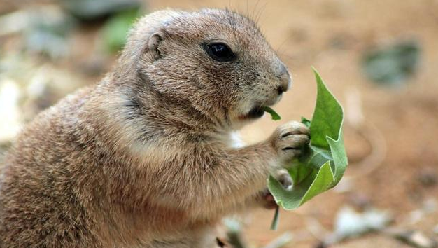 小松鼠吃什么食物？吃这些就可以