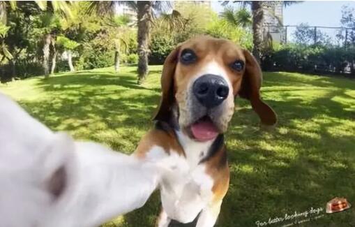 从出海到赶海，拥挤的宠物赛道品牌如何找到新出路？