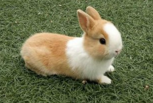 铲屎官有必要知道的侏儒兔喂养注意事项