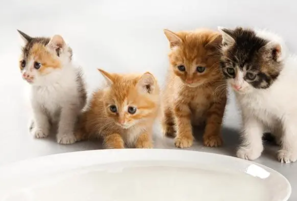 猫条的味道十分鲜美,对猫有很大的诱惑力,给猫吃猫条好不好 猫条的味道十分鲜美,对猫有很大的诱惑力,给猫吃猫条好不好