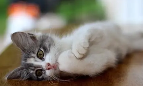 猫罐头可以和什么拌给奶猫？来get一下吧