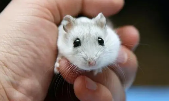 仓鼠老是挠痒痒怎么回事？这可能是因为……