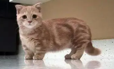 腊肠猫多少钱？想养的来看看吧