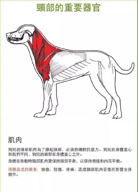 科普｜为什么更建议宠物用胸背带而不用项圈？