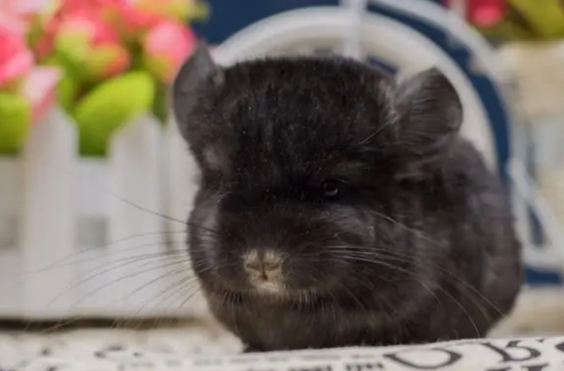 你们说，长毛龙猫是老鼠吗?