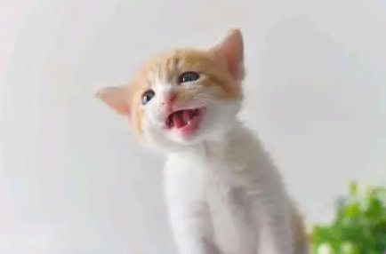 猫条是什么东西? 猫条是什么东西?