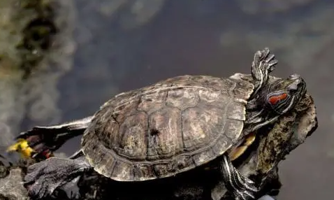 乌龟长期吃龟粮的后果！吃东西要注意什么