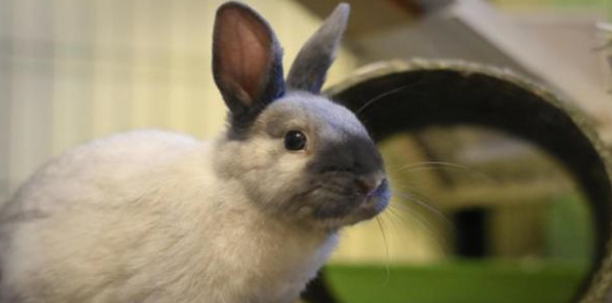 幼兔—天吃几粒兔粮？