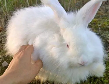 今日科普：缎毛安哥拉兔的喂食饲养
