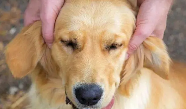 全网最全狗狗耳螨攻略