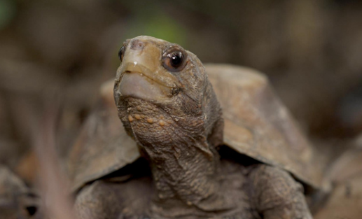 锯缘摄龟饲养方法是什么？看这里