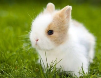 茶杯兔和侏儒兔的区别，有以下几个方面！